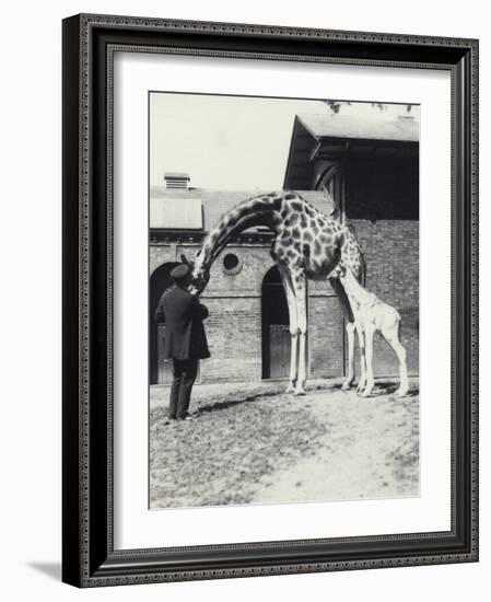 Giraffe with 3 Day Old Baby and Keeper at London Zoo, 1914-Frederick William Bond-Framed Photographic Print