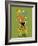 Giraffe-Steve Maingot-Framed Art Print