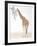 Giraffe-Caroline Schultz-Framed Collectable Print