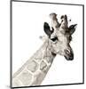 Giraffe-Philippe Debongnie-Mounted Giclee Print