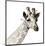 Giraffe-Philippe Debongnie-Mounted Giclee Print