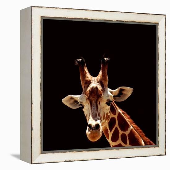 Giraffe-yuran-78-Framed Premier Image Canvas