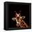 Giraffe-yuran-78-Framed Premier Image Canvas