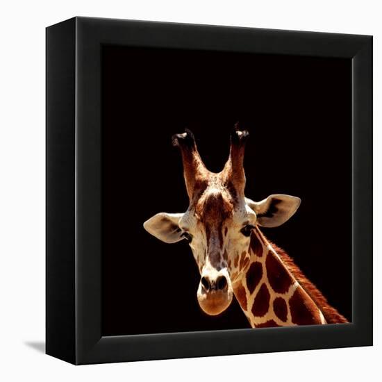 Giraffe-yuran-78-Framed Premier Image Canvas