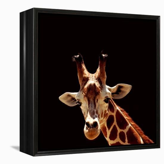 Giraffe-yuran-78-Framed Premier Image Canvas