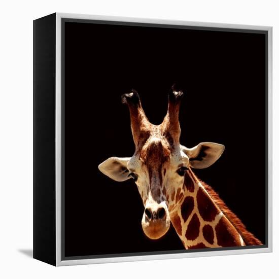 Giraffe-yuran-78-Framed Premier Image Canvas