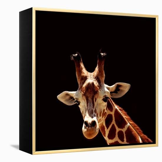 Giraffe-yuran-78-Framed Premier Image Canvas