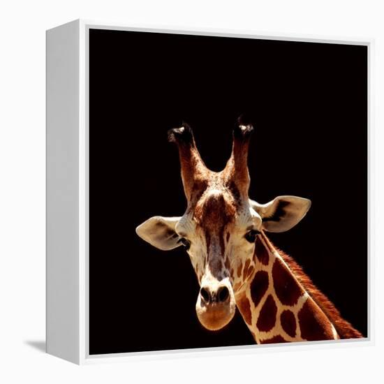 Giraffe-yuran-78-Framed Premier Image Canvas