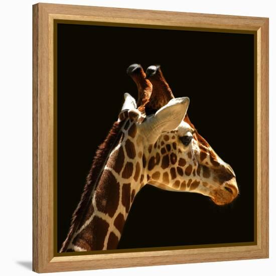 Giraffe-yuran-78-Framed Premier Image Canvas