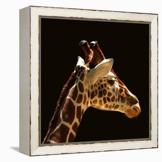 Giraffe-yuran-78-Framed Premier Image Canvas