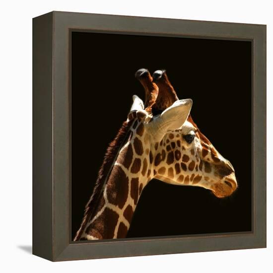 Giraffe-yuran-78-Framed Premier Image Canvas