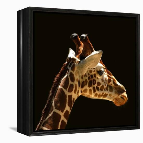 Giraffe-yuran-78-Framed Premier Image Canvas