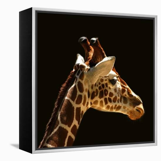 Giraffe-yuran-78-Framed Premier Image Canvas