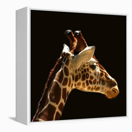 Giraffe-yuran-78-Framed Premier Image Canvas