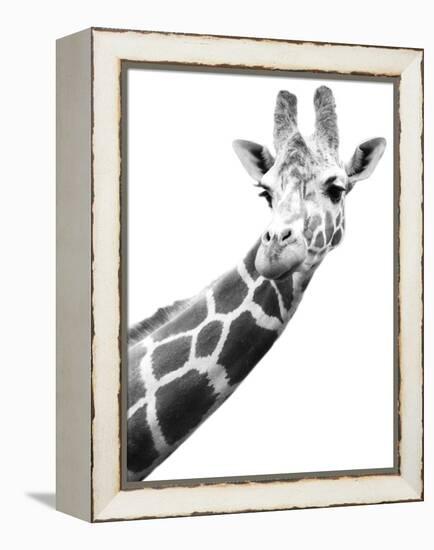 Giraffe-null-Framed Premier Image Canvas