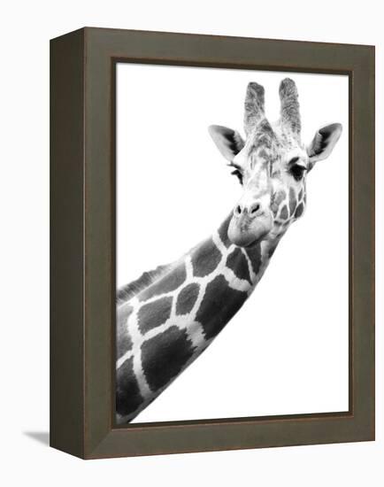 Giraffe-null-Framed Premier Image Canvas