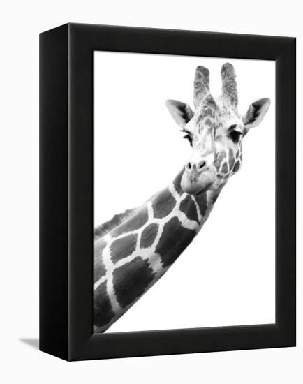 Giraffe-null-Framed Premier Image Canvas