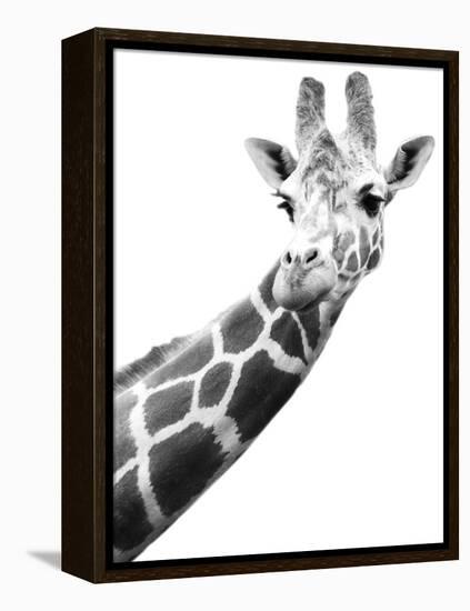 Giraffe-null-Framed Premier Image Canvas