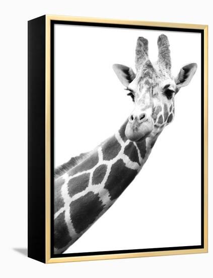 Giraffe-null-Framed Premier Image Canvas
