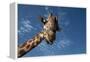 Giraffe-Rick Doyle-Framed Premier Image Canvas