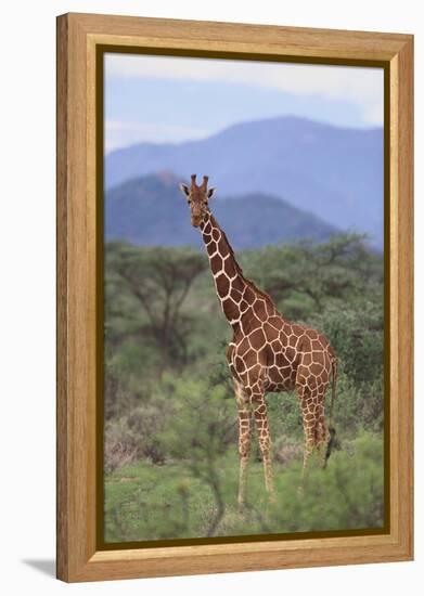 Giraffe-DLILLC-Framed Premier Image Canvas