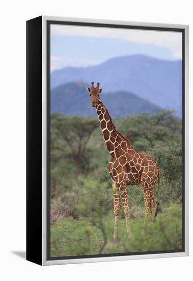 Giraffe-DLILLC-Framed Premier Image Canvas