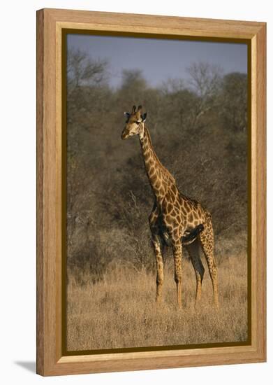 Giraffe-DLILLC-Framed Premier Image Canvas