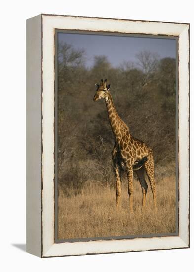 Giraffe-DLILLC-Framed Premier Image Canvas