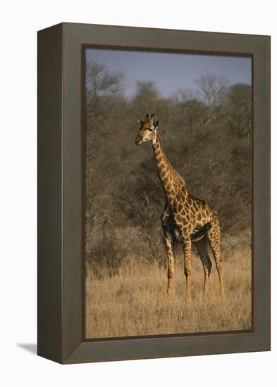 Giraffe-DLILLC-Framed Premier Image Canvas