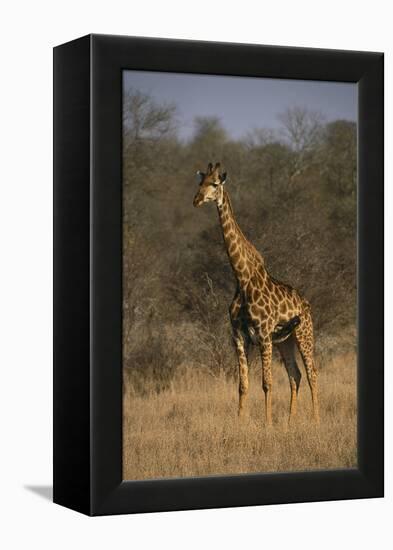 Giraffe-DLILLC-Framed Premier Image Canvas