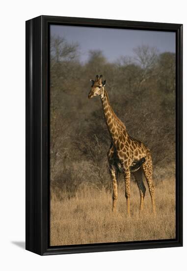 Giraffe-DLILLC-Framed Premier Image Canvas