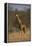 Giraffe-DLILLC-Framed Premier Image Canvas