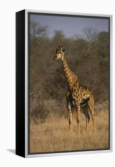 Giraffe-DLILLC-Framed Premier Image Canvas