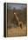 Giraffe-DLILLC-Framed Premier Image Canvas