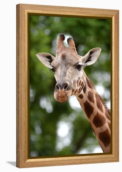 Giraffe-Kitch Bain-Framed Premier Image Canvas