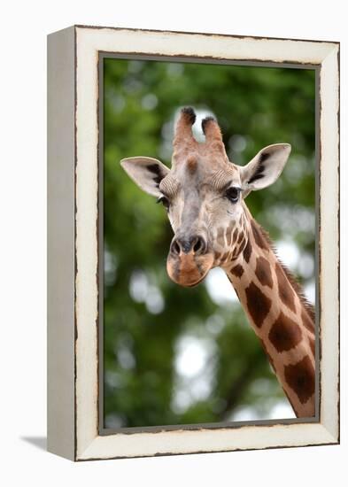 Giraffe-Kitch Bain-Framed Premier Image Canvas