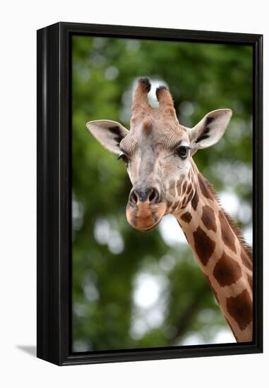 Giraffe-Kitch Bain-Framed Premier Image Canvas