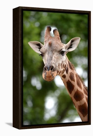 Giraffe-Kitch Bain-Framed Premier Image Canvas