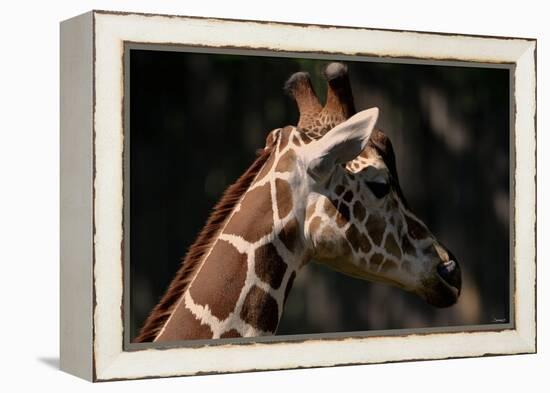 Giraffe-Gordon Semmens-Framed Premier Image Canvas