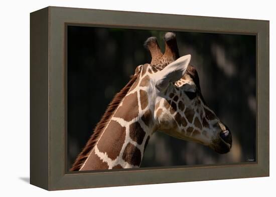 Giraffe-Gordon Semmens-Framed Premier Image Canvas