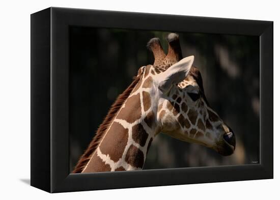 Giraffe-Gordon Semmens-Framed Premier Image Canvas