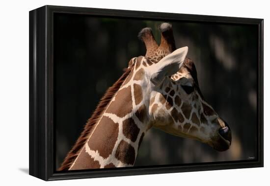 Giraffe-Gordon Semmens-Framed Premier Image Canvas