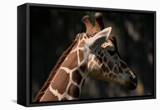 Giraffe-Gordon Semmens-Framed Premier Image Canvas