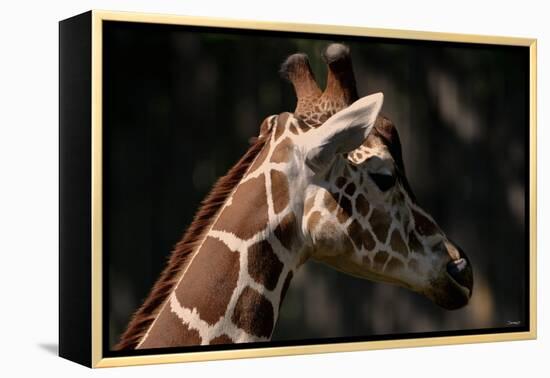 Giraffe-Gordon Semmens-Framed Premier Image Canvas