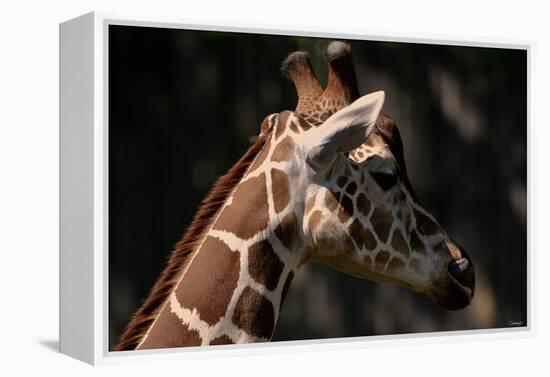 Giraffe-Gordon Semmens-Framed Premier Image Canvas