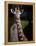 Giraffe-Gordon Semmens-Framed Premier Image Canvas