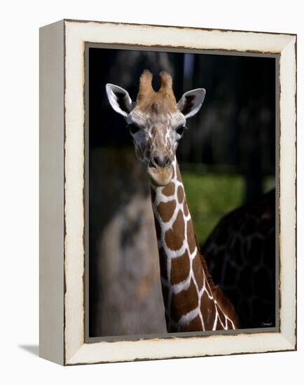 Giraffe-Gordon Semmens-Framed Premier Image Canvas