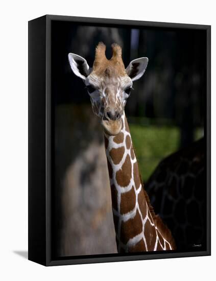 Giraffe-Gordon Semmens-Framed Premier Image Canvas