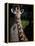 Giraffe-Gordon Semmens-Framed Premier Image Canvas