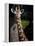 Giraffe-Gordon Semmens-Framed Premier Image Canvas